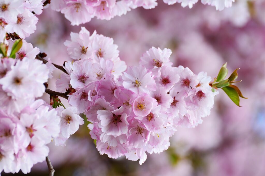 cherry blossoms