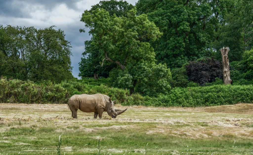 kaziranga is the best places to visit in assam. famous for one horned rhinoceros