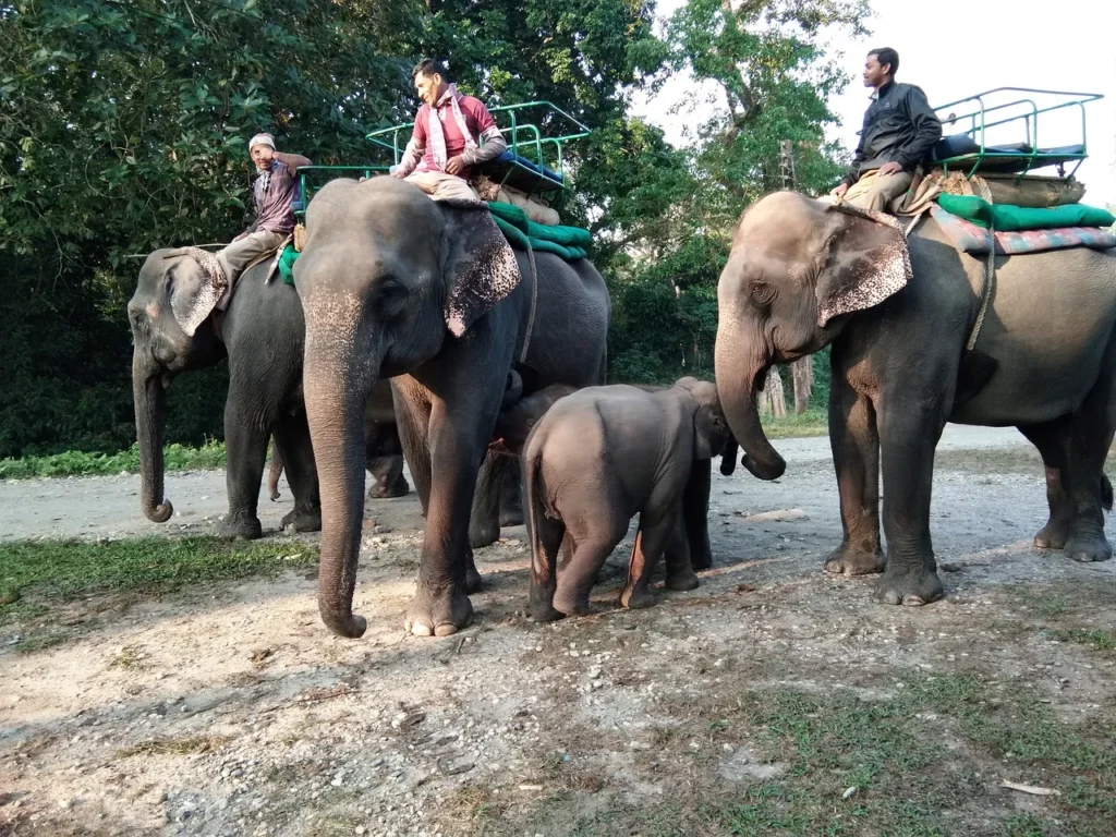 Elephent safari in assam.