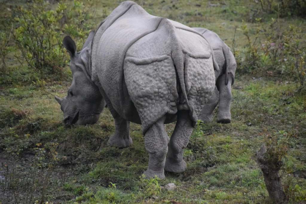  one horned rhinoceroses in kaziranga .