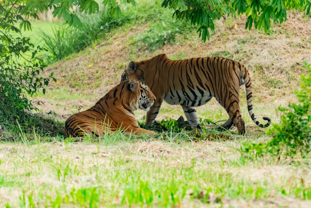 tiger in manas national park.