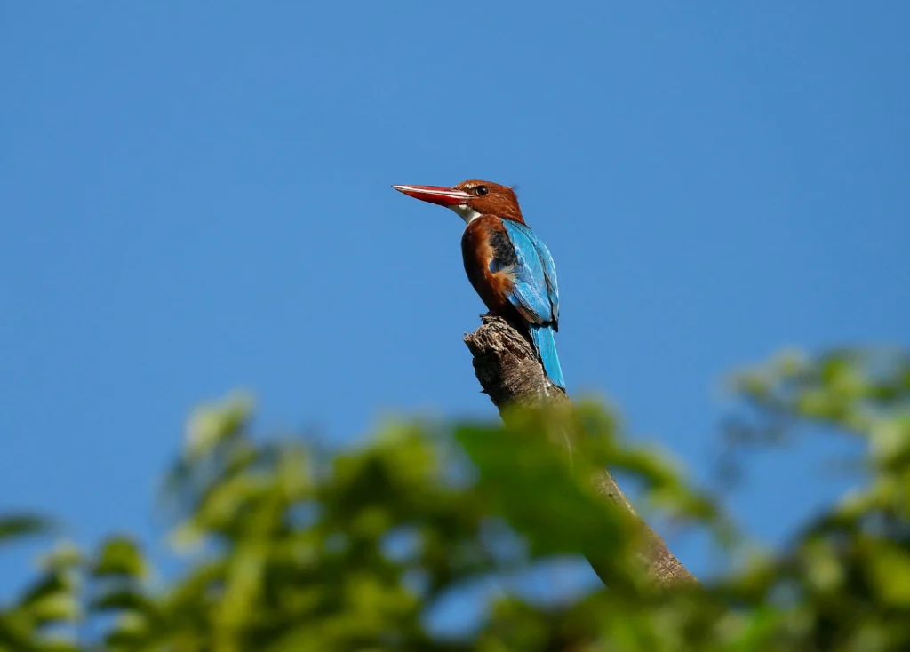 kingfishers in pabitpra wildlife sanctuary.