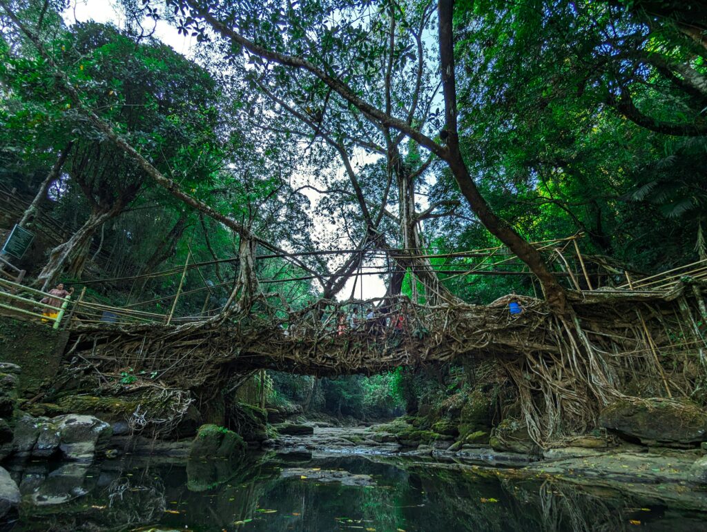 Discover the Living Root Bridge in Shillong, a marvel of natural engineering crafted by the Khasi tribes.