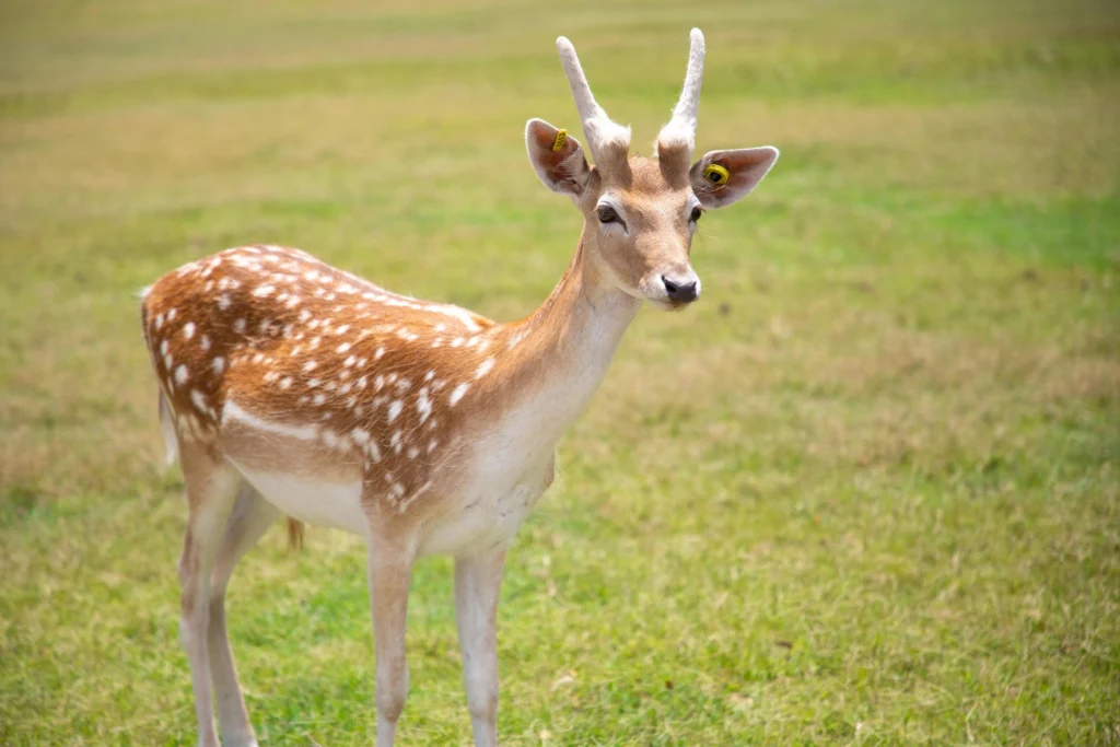 beautiful deer in pabitora wildlife sanctuary.