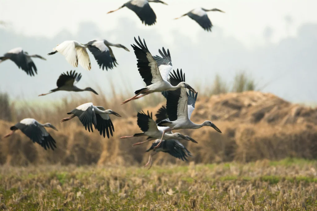 birds seen in pabitora.