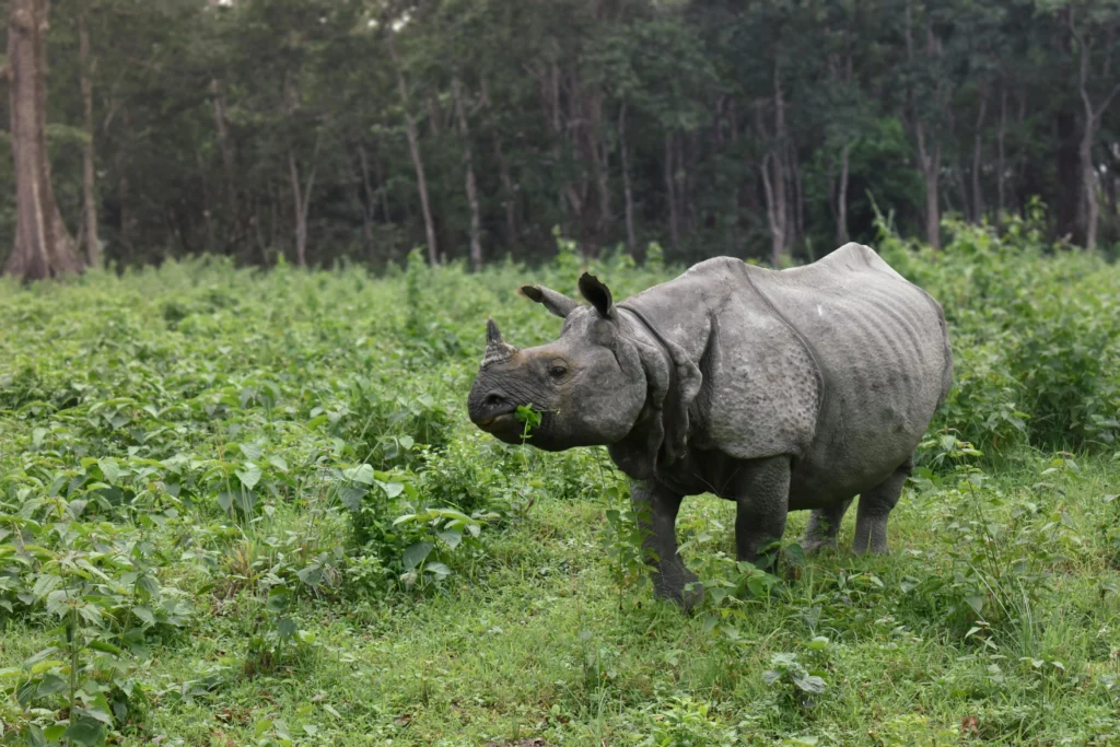 Best Guwahati Local Tour Operator
