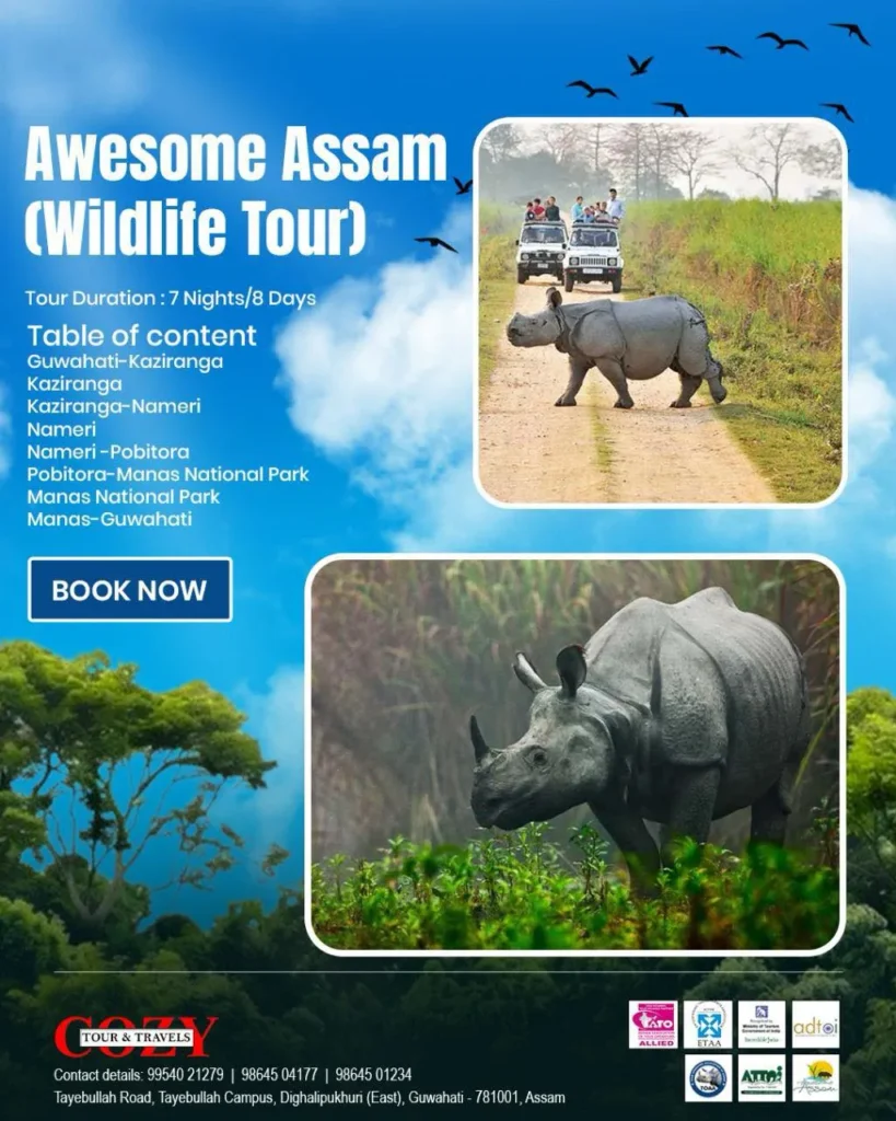 One-horned rhinoceros in Kaziranga National Park during a wildlife tour in Assam