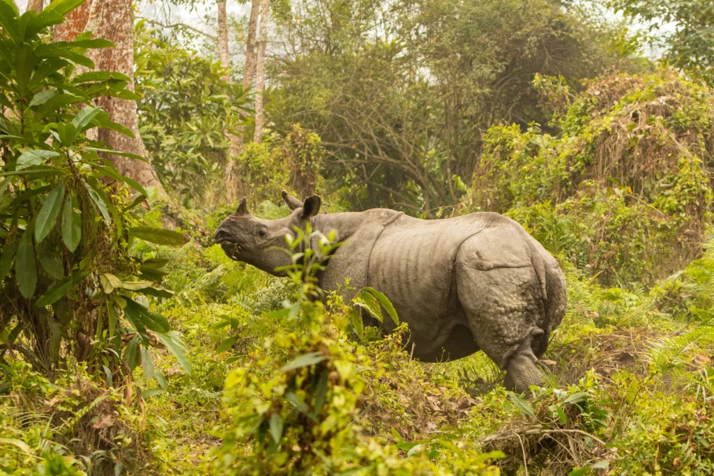 Awesome Assam Wildlife Tour